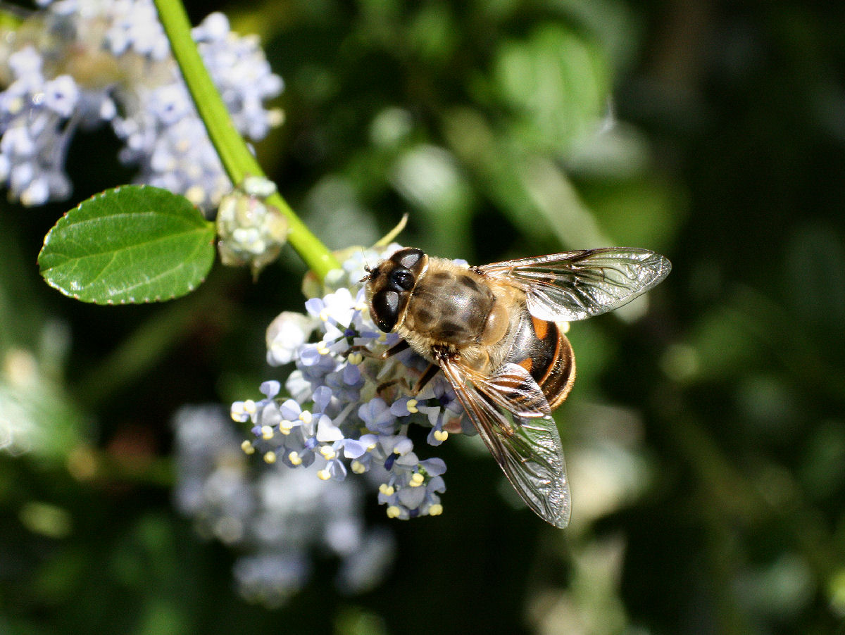 Collettes sp.? No. Femmina di Eristalis tenax